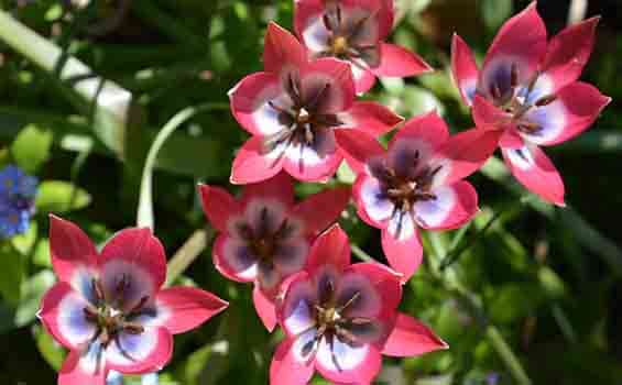 Darren Ball Garden Sanctuary - photo inspiration tulips